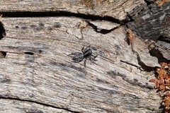 Ocrisiona leucocomis