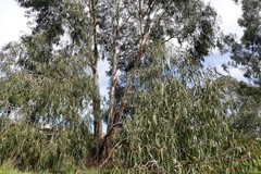 Eucalyptus globulus bicostata