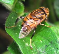 Eristalodes