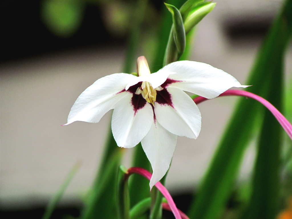 Peacock orchid