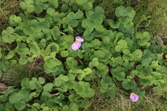 Oxalis purpurea
