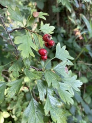 Crataegus monogyna