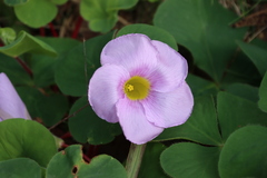 Oxalis purpurea