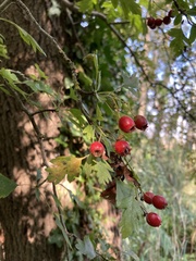 Crataegus monogyna