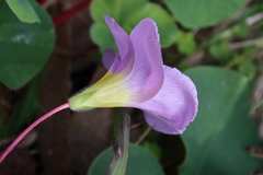 Oxalis purpurea