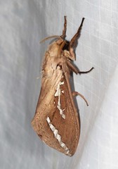 Abantiades argyrosticha