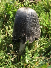Coprinus sterquilinus