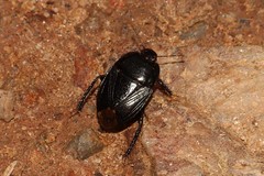 Macroscytus japonensis