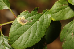 Stigmella plagicolella