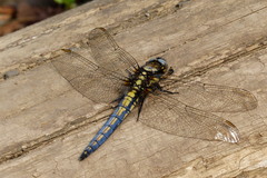 Orthetrum japonicum