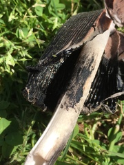 Coprinus sterquilinus