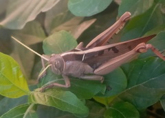 Acanthacris ruficornis