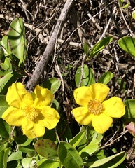 Hibbertia dentata