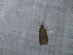 Lecithocera platomona