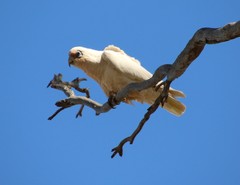 Cacatua pastinator