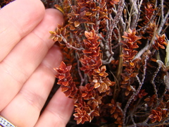 Epacris alpina
