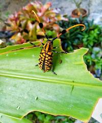 Aristobia approximator