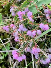 Erica mauritanica