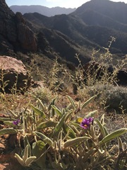 Solanum quadriloculatum