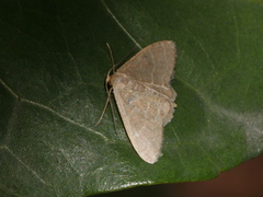 Lophophleps triangularis