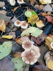 Fungi