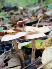 Fungi