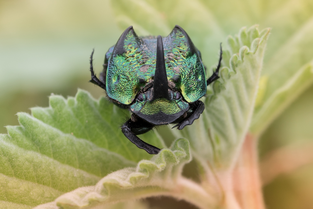 Phanaeus obliquans