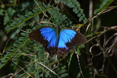 Papilio montrouzieri