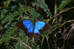 Papilio montrouzieri