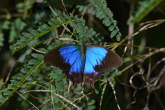 Papilio montrouzieri