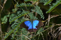 Papilio montrouzieri