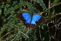 Papilio montrouzieri