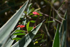 Papilio montrouzieri
