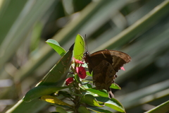 Papilio montrouzieri
