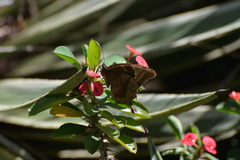 Papilio montrouzieri