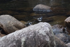 Enicurus schistaceus