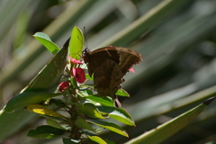 Papilio montrouzieri