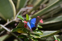 Papilio montrouzieri