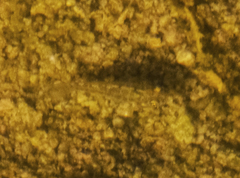 Cyprinodon macularius