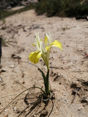 Moraea macronyx