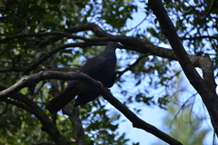 Ducula goliath