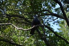 Ducula goliath