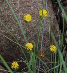 Senecio othonniflorus