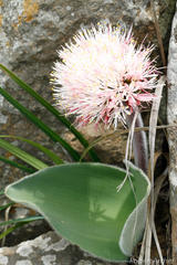 Haemanthus humilis hirsutus