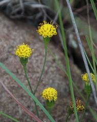 Senecio othonniflorus