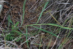 Senecio othonniflorus