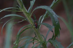 Cicindelina
