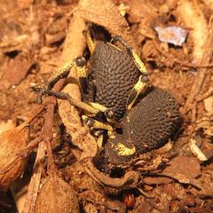 Brachycerus labrusca