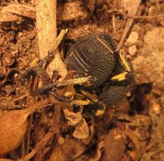 Brachycerus labrusca
