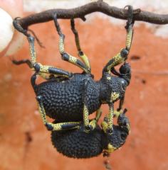 Brachycerus labrusca